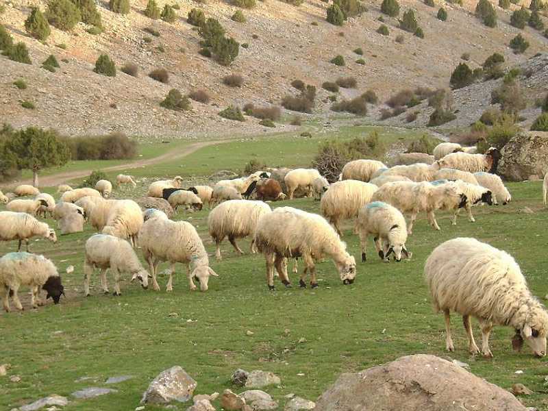 AYYILDIZ Konya Kurbanlık Akika Adak Kurban